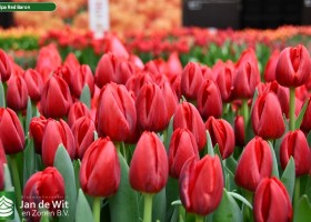 Tulipa Red Baron ® (3)